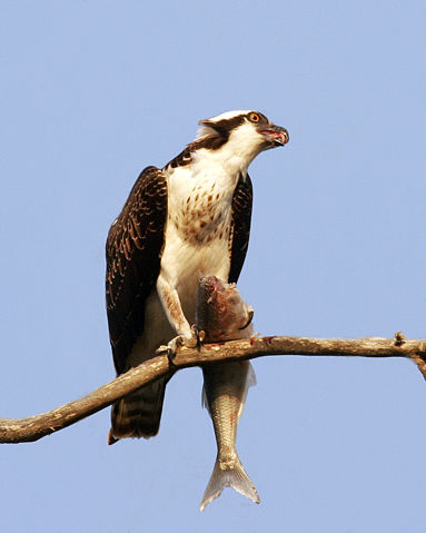 Image:Osprey with fish.jpg