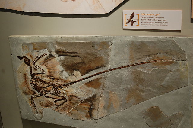 Image:Microraptor fossil1.JPG