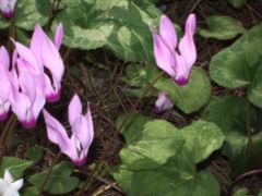 Cyclamen persicum growing wild,  Ben Shemen forest, Israel