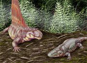 Dimetrodon and Eryops- Early Permian,  North America