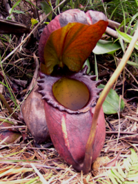Large lower pitcher of Nepenthes rajah.  Mount Kinabalu, Borneo.
