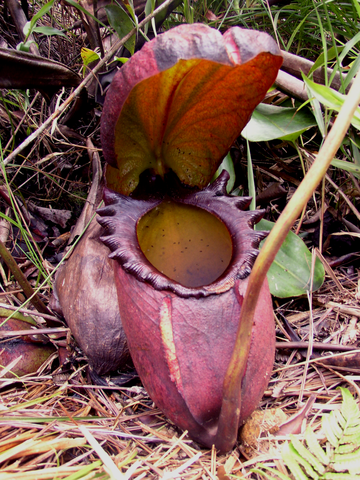 Image:Nepenthes rajah.png