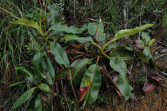 Image:Kinabalu Mesilau N. rajah upper pitcher plant 2.jpg