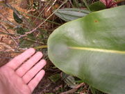 Characteristic peltate leaf attachment of N. rajah