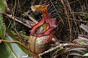 Nepenthes × alisaputrana
