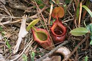 Lower pitchers of N. × kinabaluensis