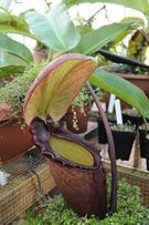 Cultivated N. rajah pitcher