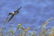 House Martin in flight