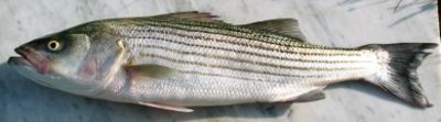 Striped bass (Morone saxatilis)