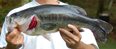 Largemouth bass (Micropterus salmoides)