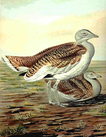 Image:Greatbustard.jpg