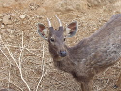 The Sambhar is one of the most common wild animals found in the region.