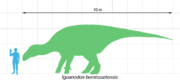 Iguanodon bernissartensis compared in size to a human.