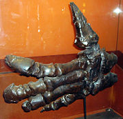 Hand of Iguanodon shown in the Natural History Museum.