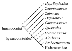 A simplified cladogram of Iguanodontia, drawn after Norman (2004).