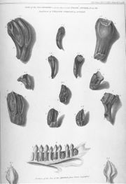 Illustration of fossil Iguanodon teeth with a modern iguana jaw from Mantell's 1825 paper describing Iguanodon.