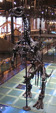 One of the many skeletons displayed at Brussels