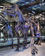Iguanodon bernissartensis correctly mounted in a quadrupedal posture, Institut Royal des Sciences naturelles de Belgique, Bruxelles.