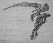 Iguanodon bernissartensis fossil drawn as it was found in 1882.
