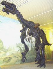 Mounted Iguanodon skeleton, Überseemuseum, Bremen.