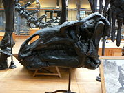 Iguanodon bernissartensis skull