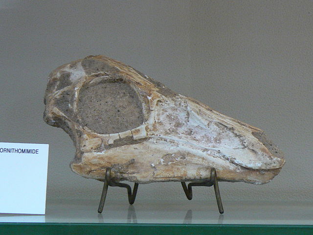 Image:Gallimimus bullatus skull.JPG