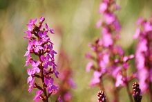 Flower of Stylidium graminifolium