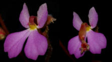 S. turbinatum flowers untriggered (left) and after being triggered (right). The floral column will reset to the original position.