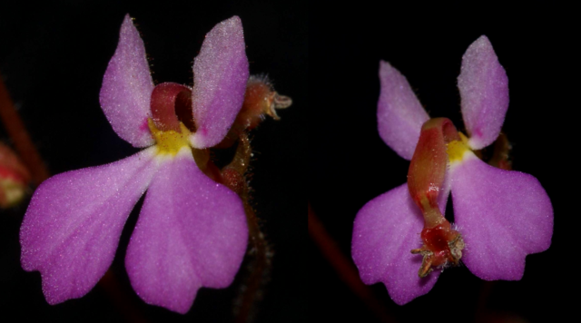 Image:Stylidium turbinatum column movement.png