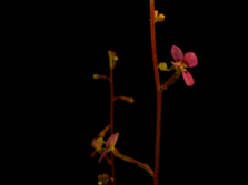 Stylidium debile flower, resetting after being triggered.