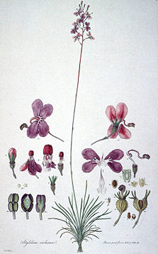 S. violaceum from Ferdinand Bauer's 1813 Illustrationes Florae Novae Hollandiae.