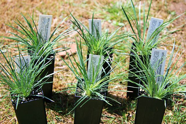 Image:Stylidium graminifolium cultivation.jpg