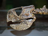 Mounted cast of a Psittacosaurus mongoliensis skull at the Australian Museum, Sydney.