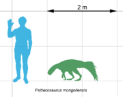 Size comparison of Psittacosaurus to a human. Each grid segment represents one square metre.