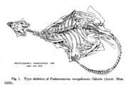 Holotype of Psittacosaurus mongoliensis as seen from above. From Osborn, 1924.
