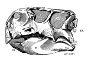 Type skull of Psittacosaurus mongoliensis from Osborn, 1923.