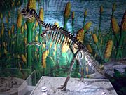 Psittacosaurus mongoliensis skeleton displayed in Hong Kong Science Museum.