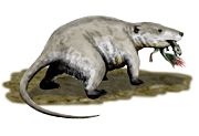 Repenomamus giganticus preying on a juvenile Psittacosaurus.
