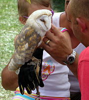 The size of this captive Barn Owl is shown by comparison with the hand that is stroking it.