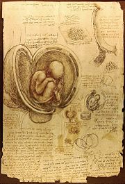 A page from Leonardo's journal showing his study of a foetus in the womb (c. 1510) Royal Library, Windsor Castle