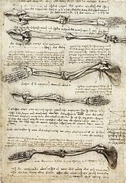 Anatomical study of the arm, (c. 1510)
