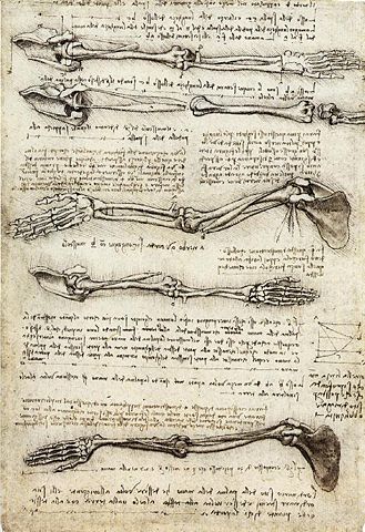 Image:Studies of the Arm showing the Movements made by the Biceps.jpg