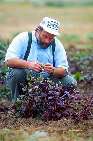 Image:Inspecting sugar beet plants.jpg