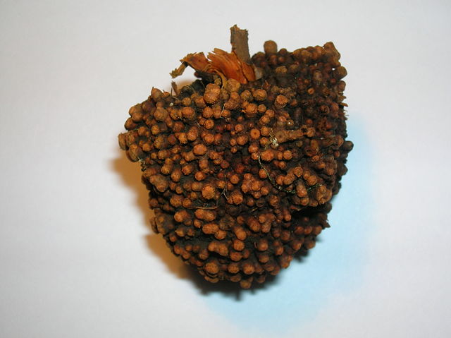 Image:An alder root nodule gall.JPG