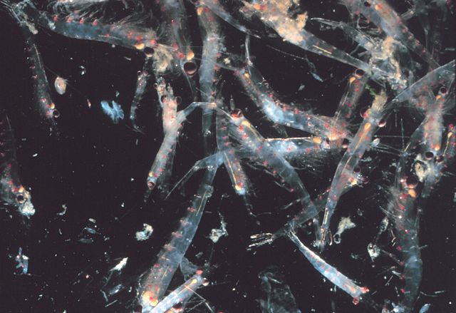 Image:Krill swarm.jpg