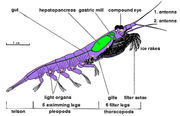 Krill anatomy explained, using Euphausia superba as a model