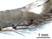 The gills of krill are externally visible.