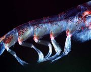 Beating pleopods of a swimming Antarctic krill