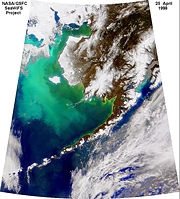 NASA SeaWiFS satellite image of the large phytoplankton bloom in the Bering Sea in 1998