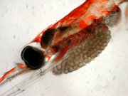 The head of a female krill of the sac-spawning species Nematoscelis difficilis with her brood sac. The eggs have a diameter of 0.3–0.4 mm.